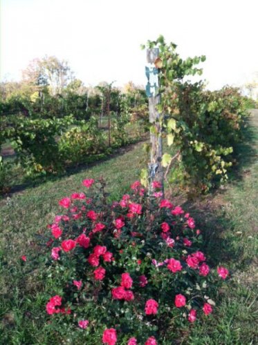 roses-at-vineyard
